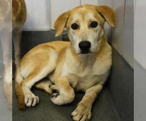 Labrador Retriever-Unknown Mix Dogs for adoption in San Antonio, TX, USA