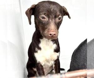 Chihuahua Dogs for adoption in Houston, TX, USA