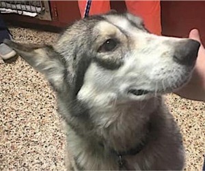 Alaskan Husky Dogs for adoption in Mount Airy, NC, USA