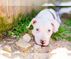 American Pit Bull Terrier-Unknown Mix Dogs for adoption in Shreveport, LA, USA