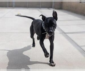 American Pit Bull Terrier Dogs for adoption in Denver, CO, USA