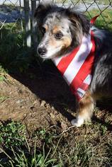 Australian Shepherd Dogs for adoption in Lewistown, PA, USA