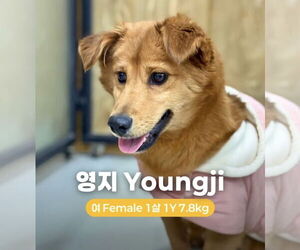 Mutt Dogs for adoption in Agoura Hills, CA, USA