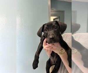 Labrador Retriever-Unknown Mix Dogs for adoption in Newton, NC, USA