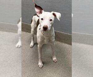 American Pit Bull Terrier-Unknown Mix Dogs for adoption in Las Vegas, NV, USA
