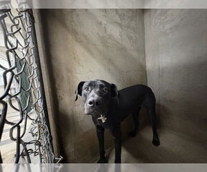 Labrador Retriever-Unknown Mix Dogs for adoption in San Bernardino, CA, USA