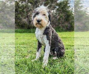 Old English Sheepdog Dogs for adoption in PIPE CREEK, TX, USA