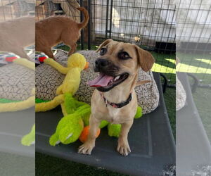 Dachshund-Unknown Mix Dogs for adoption in Turlock, CA, USA