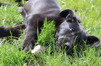 Small Coonhound-Labrador Retriever Mix