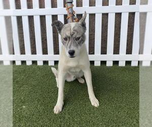 American Pit Bull Terrier-Siberian Husky Mix Dogs for adoption in Modesto, CA, USA