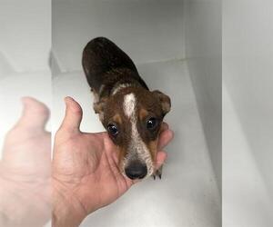 Dachshund-Unknown Mix Dogs for adoption in Houston, TX, USA