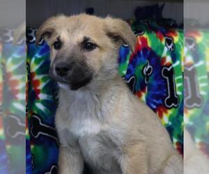 Mutt Dogs for adoption in Thief River Falls, MN, USA
