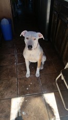Medium Photo #1 American Staffordshire Terrier-Unknown Mix Puppy For Sale in Albuquerque, NM, USA