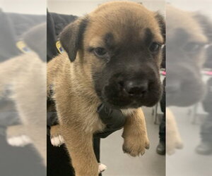 German Shepherd Dog-Unknown Mix Dogs for adoption in Corpus Christi, TX, USA