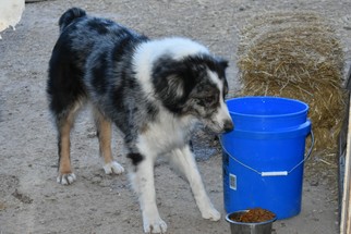 Medium Photo #1 Australian Shepherd Puppy For Sale in Parker, KS, USA