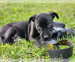 Dutch Shepherd -Labrador Retriever Mix Dogs for adoption in Mooresville, NC, USA