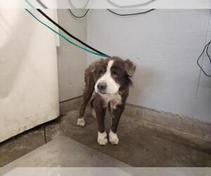 Border-Aussie Dogs for adoption in Camarillo, CA, USA