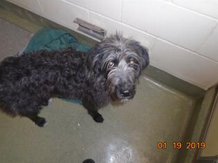 Labradoodle Dogs for adoption in Lee's Summit, MO, USA