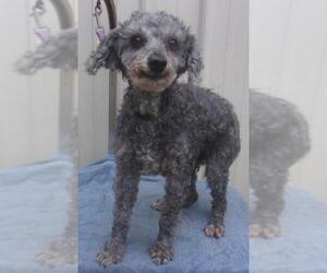 Poodle (Miniature) Dogs for adoption in Mountain View, MO, USA