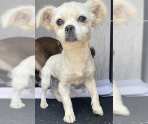 Chihuahua Dogs for adoption in San Antonio, TX, USA