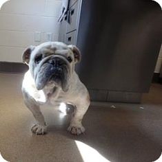 Bulldog Dogs for adoption in Beverly Hills, CA, USA