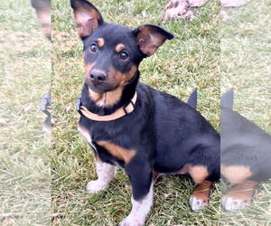 Mutt Dogs for adoption in Sandy, UT, USA