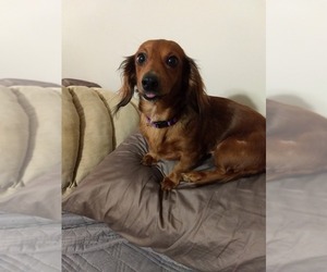 Dachshund Dogs for adoption in Traverse City, MI, USA