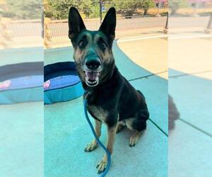 German Shepherd Dog Dogs for adoption in Sacramento, CA, USA
