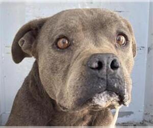 American Pit Bull Terrier Dogs for adoption in Bakersfield, CA, USA