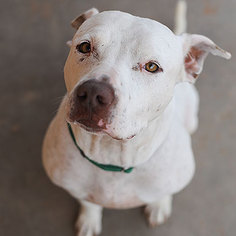 Bullypit Dogs for adoption in Kanab, UT, USA