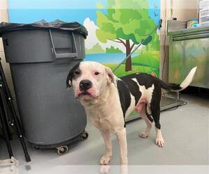 American Pit Bull Terrier-Unknown Mix Dogs for adoption in Waco, TX, USA