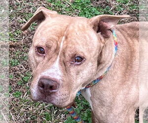 Mutt Dogs for adoption in Tarboro, NC, USA