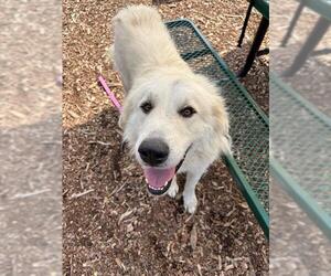 Great Pyrenees Dogs for adoption in Waterford, VA, USA