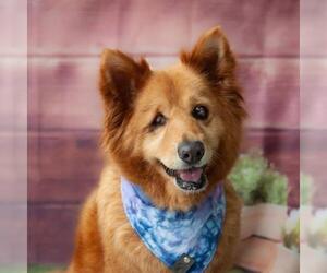 American Eskimo Dog-Chow Chow Mix Dogs for adoption in Santa Ana, CA, USA