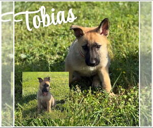 Mutt Dogs for adoption in Raleigh, NC, USA