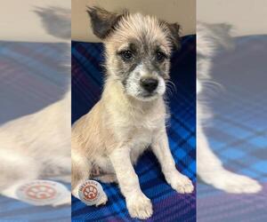 German Shepherd Dog Dogs for adoption in HESPERIA, CA, USA