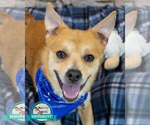 Mutt Dogs for adoption in Kennesaw, GA, USA