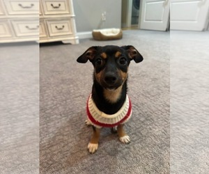 Jack-Rat Terrier Dogs for adoption in Rockaway, NJ, USA