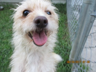 Medium Photo #1 Mutt Puppy For Sale in Ashland, VA, USA