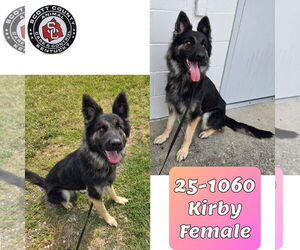 German Shepherd Dog Dogs for adoption in Georgetown, KY, USA