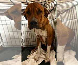 Mutt Dogs for adoption in Evansville, IN, USA