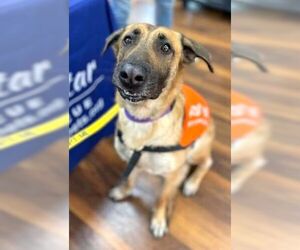 German Shepherd Dog-Unknown Mix Dogs for adoption in Boonton, NJ, USA