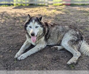 Siberian Husky Dogs for adoption in Ocala, FL, USA