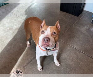 American Staffordshire Terrier-Unknown Mix Dogs for adoption in Tavares, FL, USA