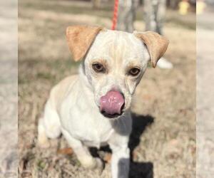 Chihuahua-Unknown Mix Dogs for adoption in Yardley, PA, USA