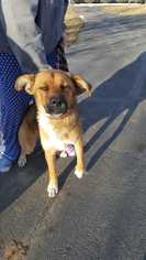 Labrador Retriever-Unknown Mix Dogs for adoption in wellington, CO, USA