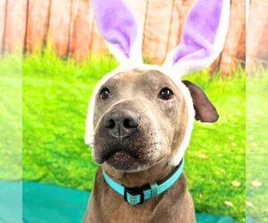 American Pit Bull Terrier Dogs for adoption in Brooklyn, NY, USA