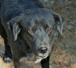 Australian Retriever Dogs for adoption in Yardley, PA, USA