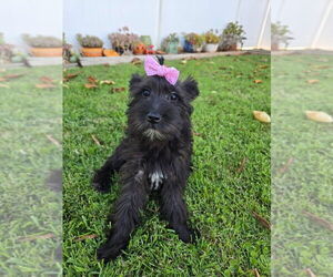 Mutt Dogs for adoption in Banning, CA, USA