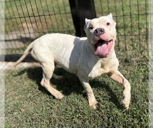 American Pit Bull Terrier-Unknown Mix Dogs for adoption in Virginia Beach, VA, USA